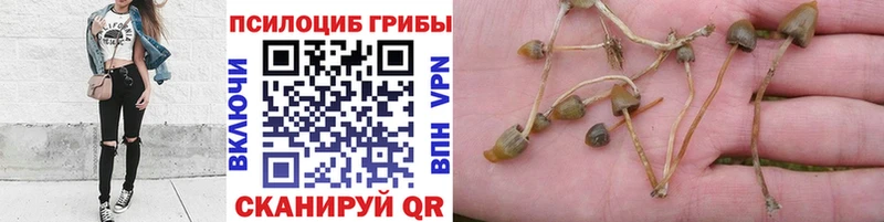 блэк спрут ONION  Кудрово  Псилоцибиновые грибы мицелий 